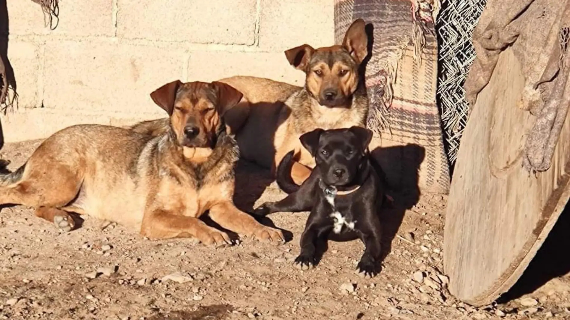 Caninos, recuperando amor